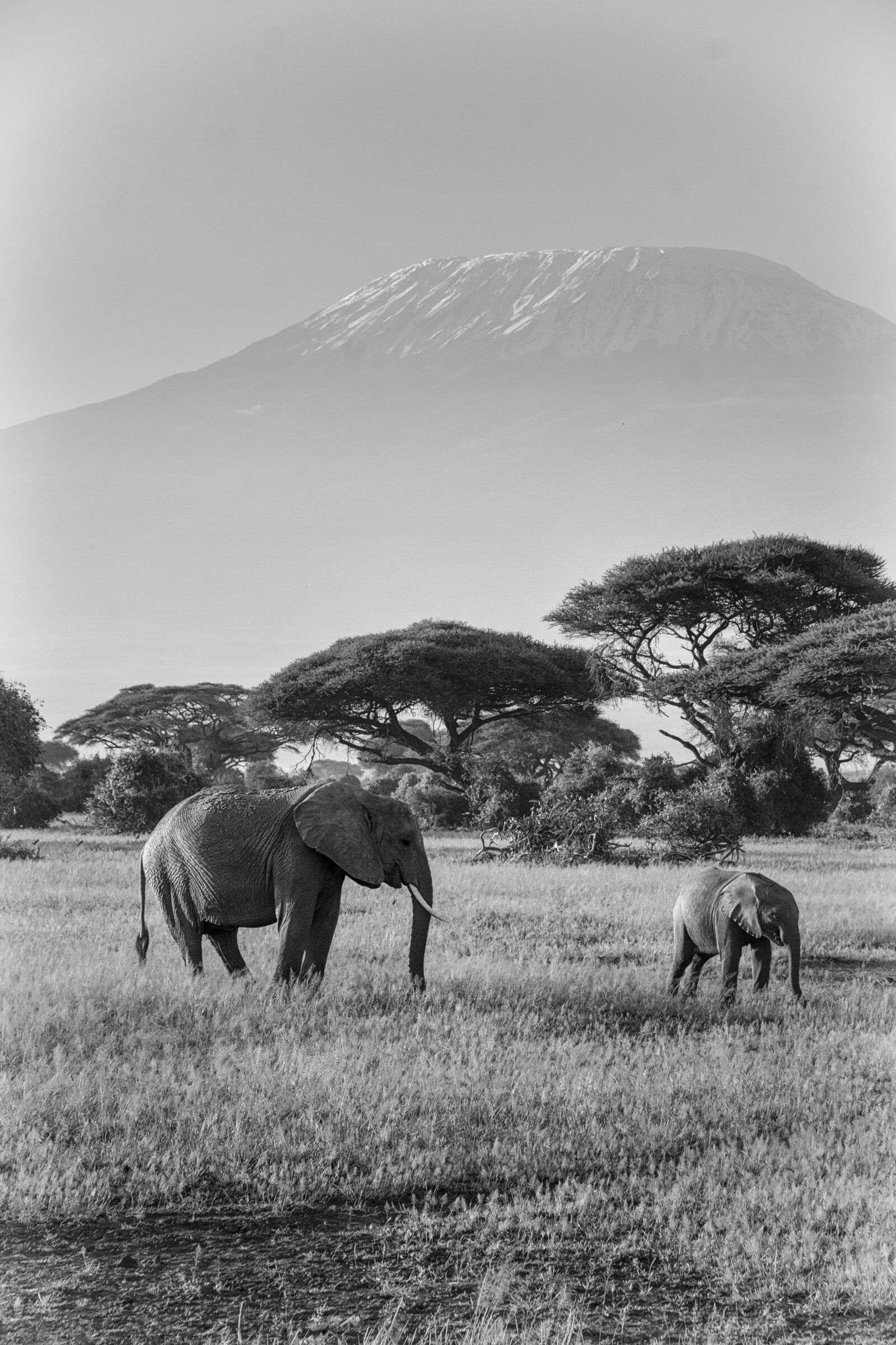 Canon EF-S 15-85mm F3.5-5.6 IS USM sample photo. Elephant, africa, safari photography
