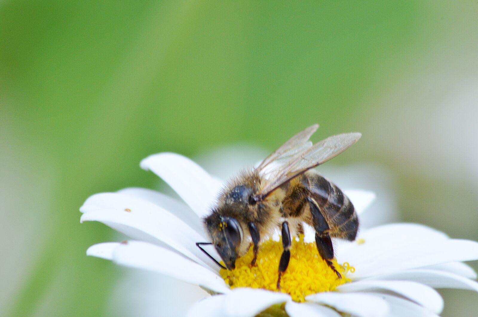 Nikon D5100 sample photo. Bee, insect, pollen photography