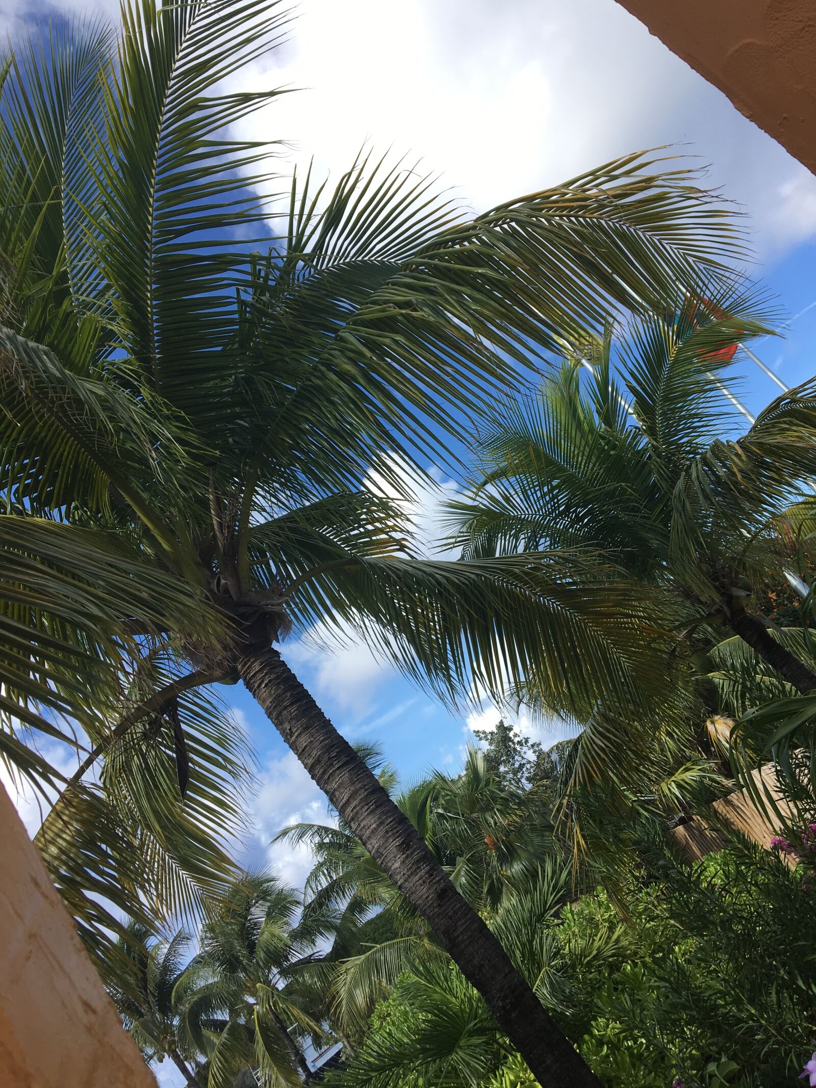 iPhone 6s back camera 4.15mm f/2.2 sample photo