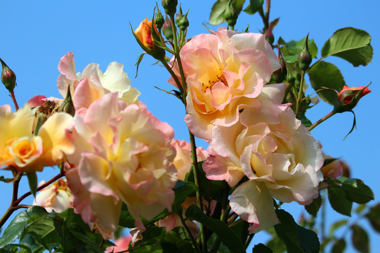 Canon EF-S 55-250mm F4-5.6 IS STM sample photo. Climbing rose, bush rose photography