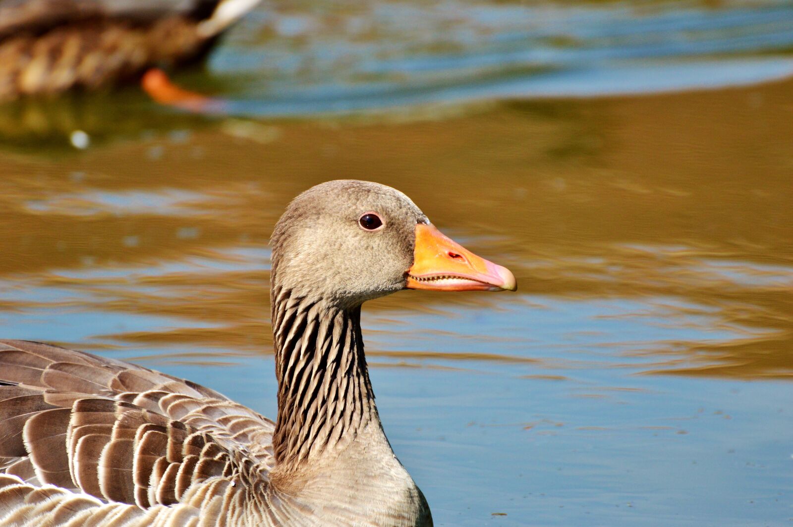 Nikon D3200 sample photo. Wild goose, goose, bird photography