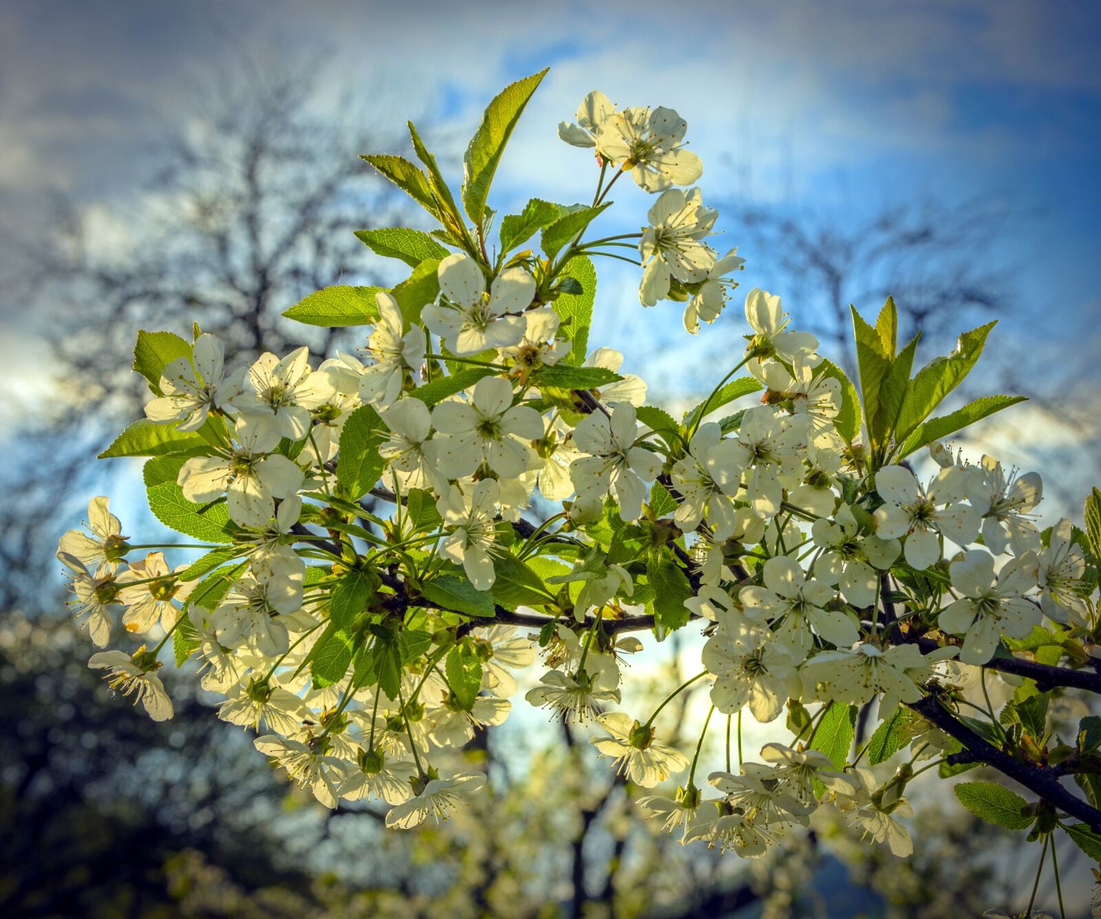 Nikon D5100 sample photo. Spring, flower, nature photography