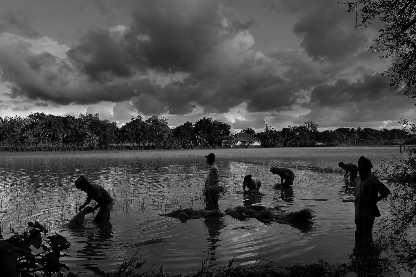 Canon EOS 500D (EOS Rebel T1i / EOS Kiss X3) sample photo. Bangladesh, canal, fisherman, flower photography