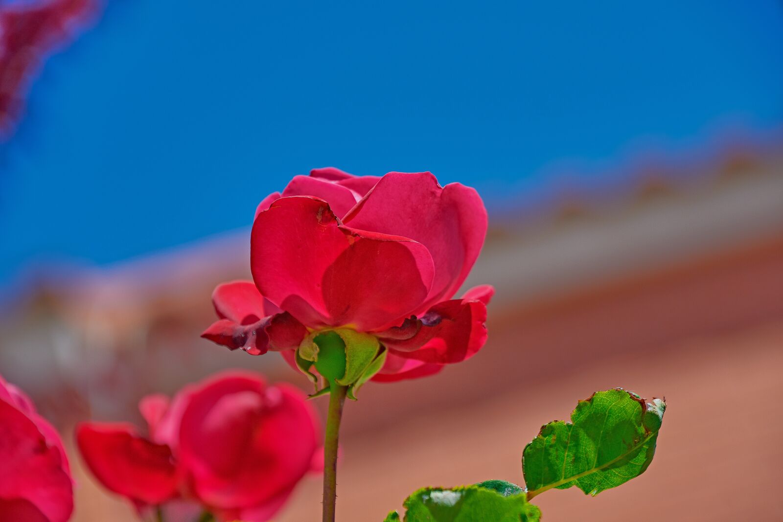 Nikon D7200 sample photo. Rosa, flowers, garden photography