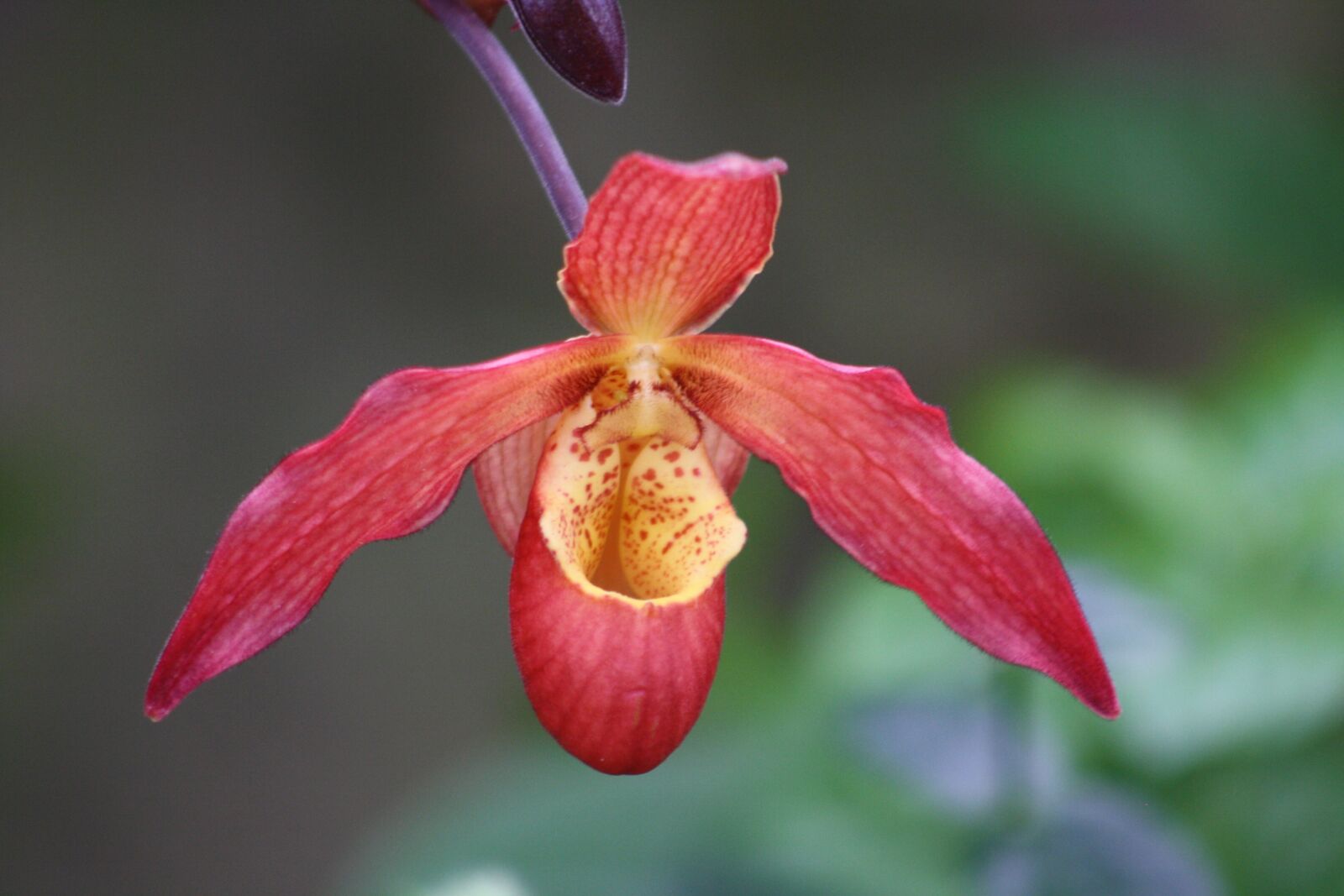 Canon EOS 1000D (EOS Digital Rebel XS / EOS Kiss F) sample photo. Orchid, flower, detail photography