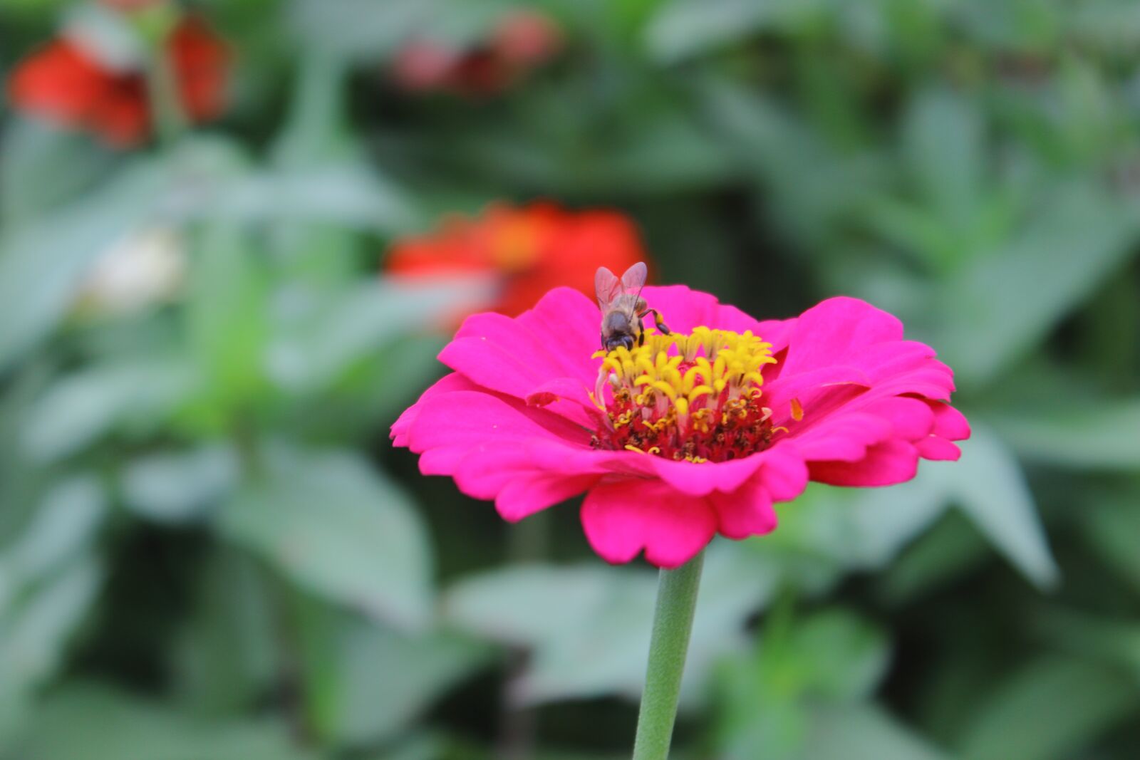 Canon EOS 600D (Rebel EOS T3i / EOS Kiss X5) sample photo. Green, bee, flower photography