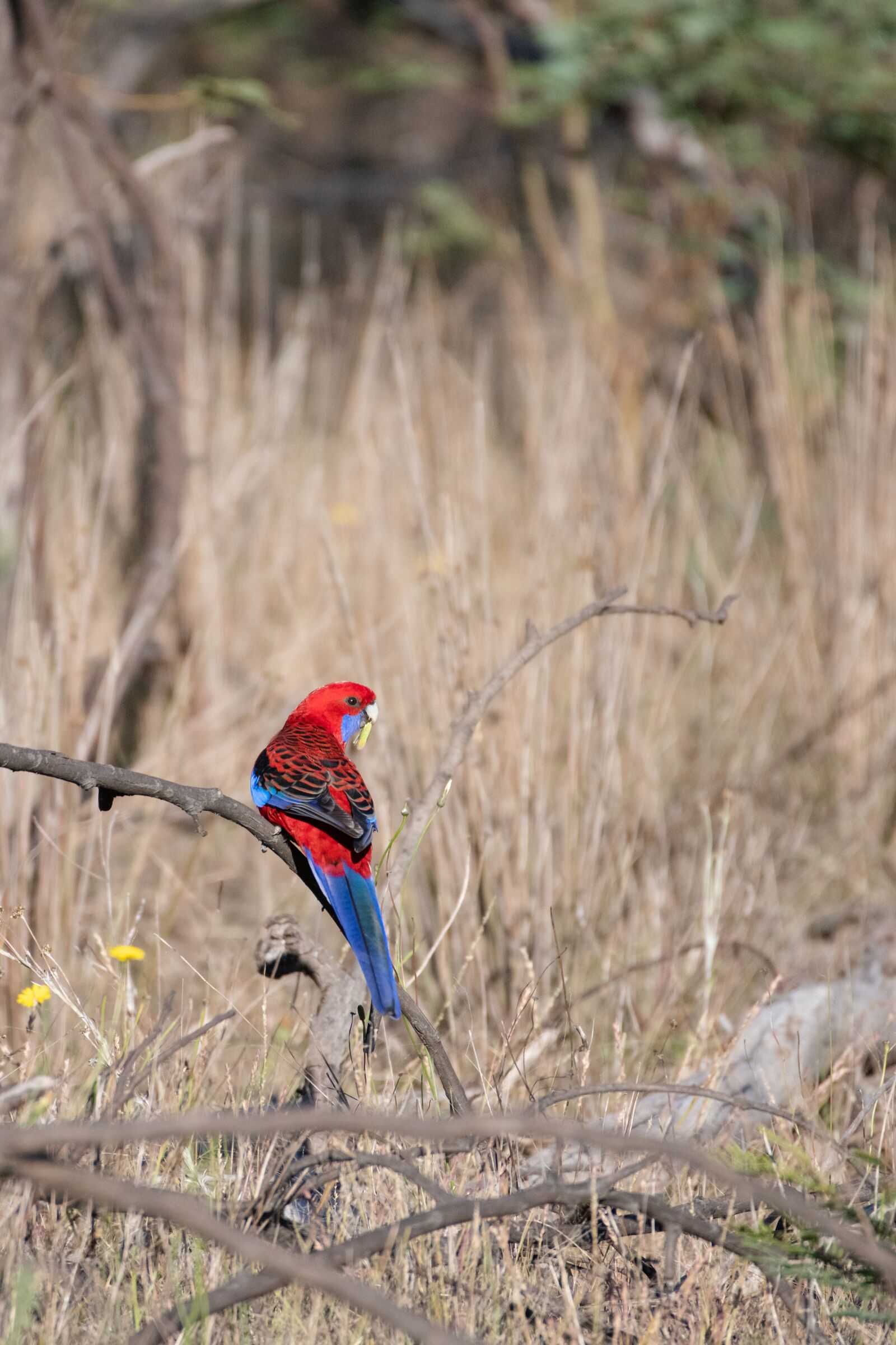 Nikon D850 sample photo. Crimson rosella, platycercus, elegans photography