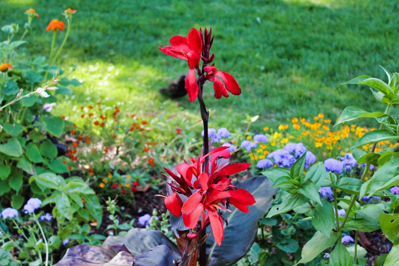 Canon EOS 1300D (EOS Rebel T6 / EOS Kiss X80) sample photo. Flower, garden, red photography
