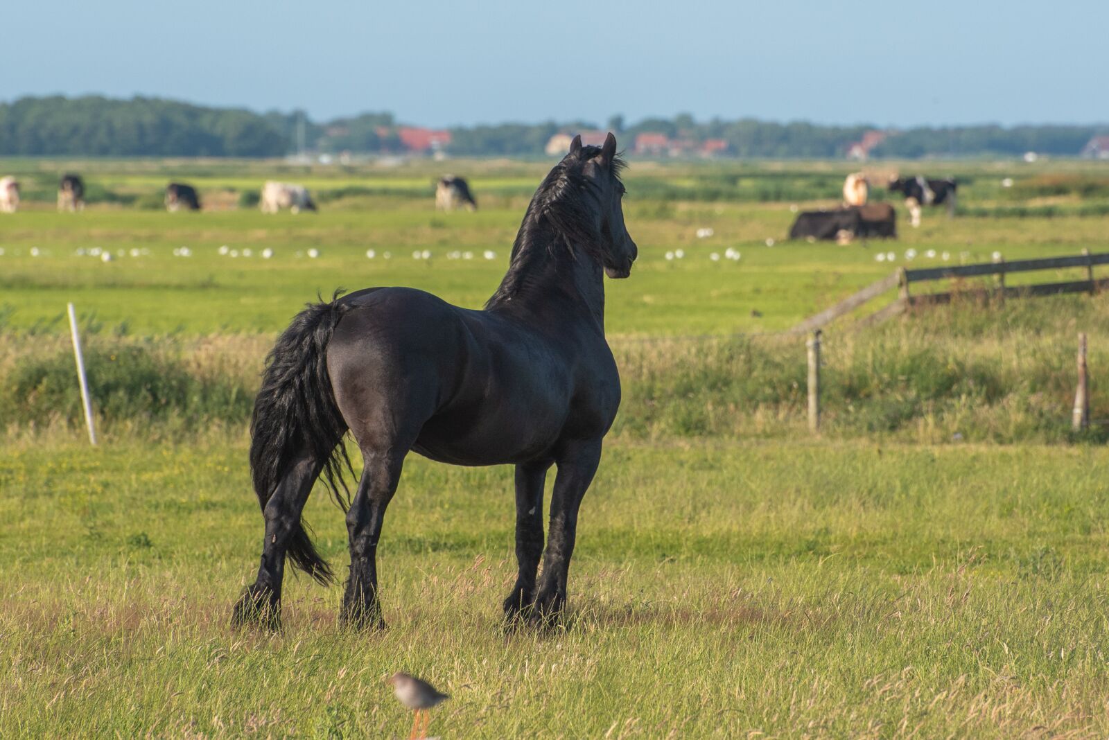 Nikon D750 sample photo. Horse, nature, animal photography