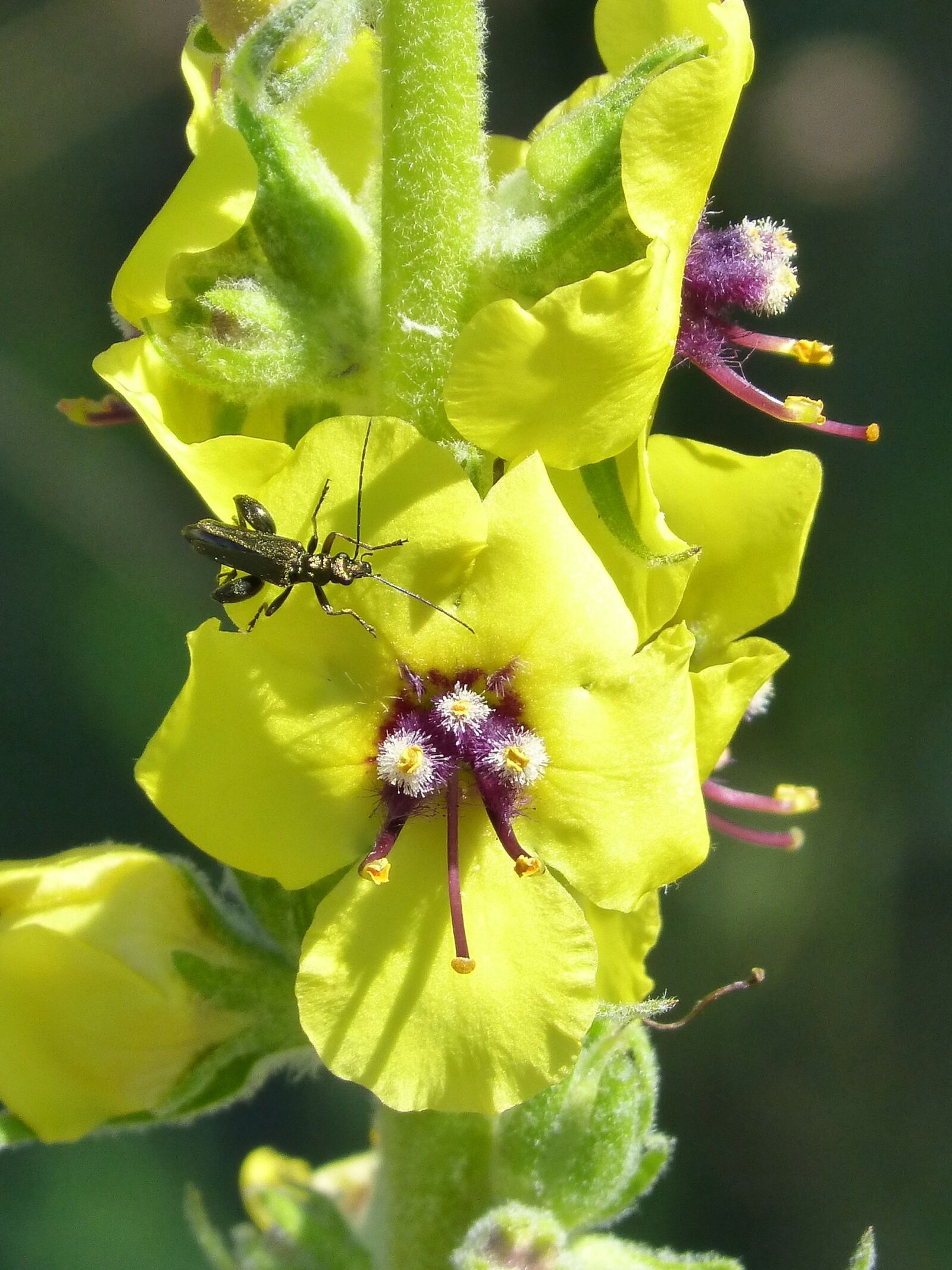 Panasonic DMC-FZ62 sample photo. Verbascum boerhavii, wild flower photography