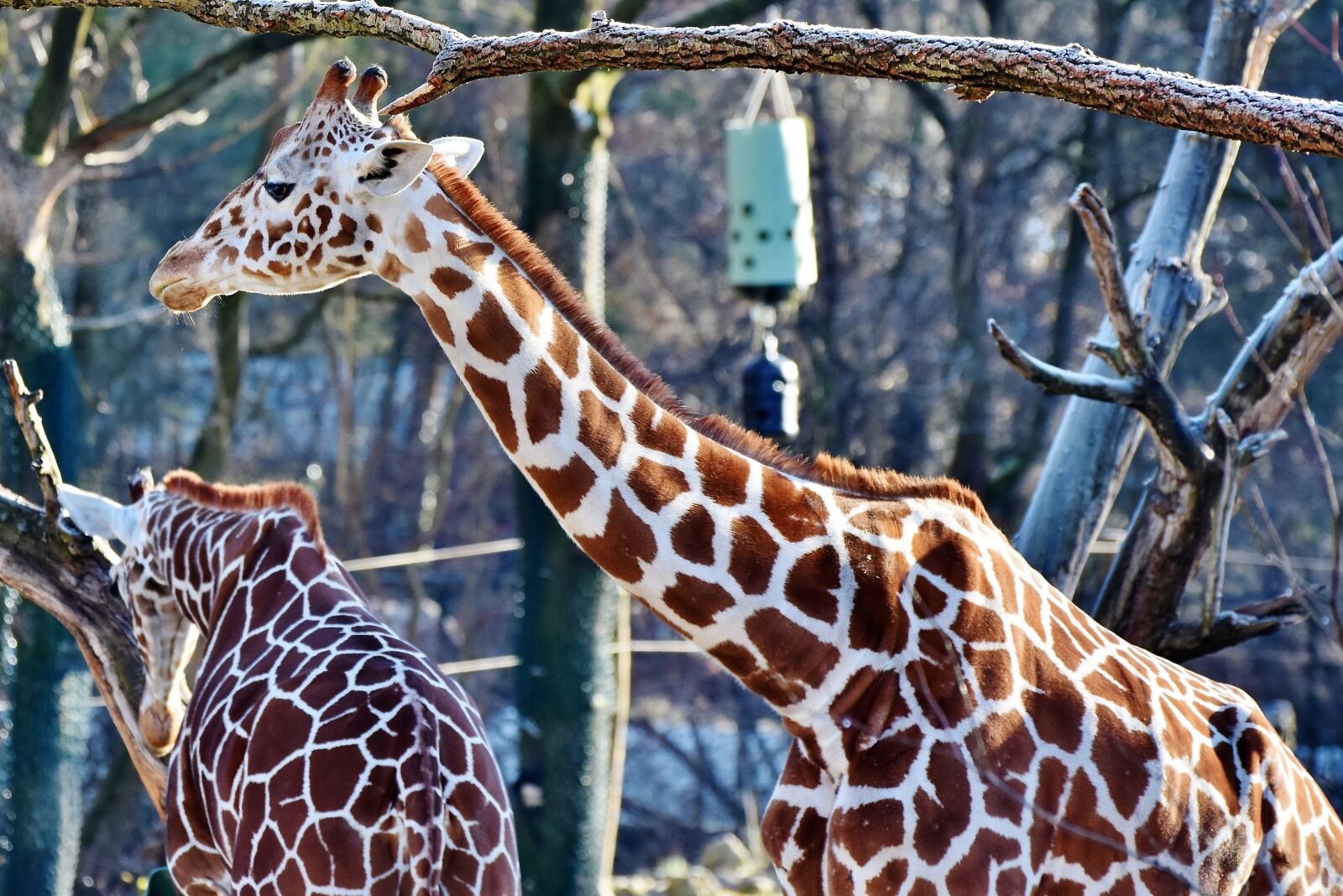 Nikon D7200 sample photo. Giraffe, neck, giraffe head photography
