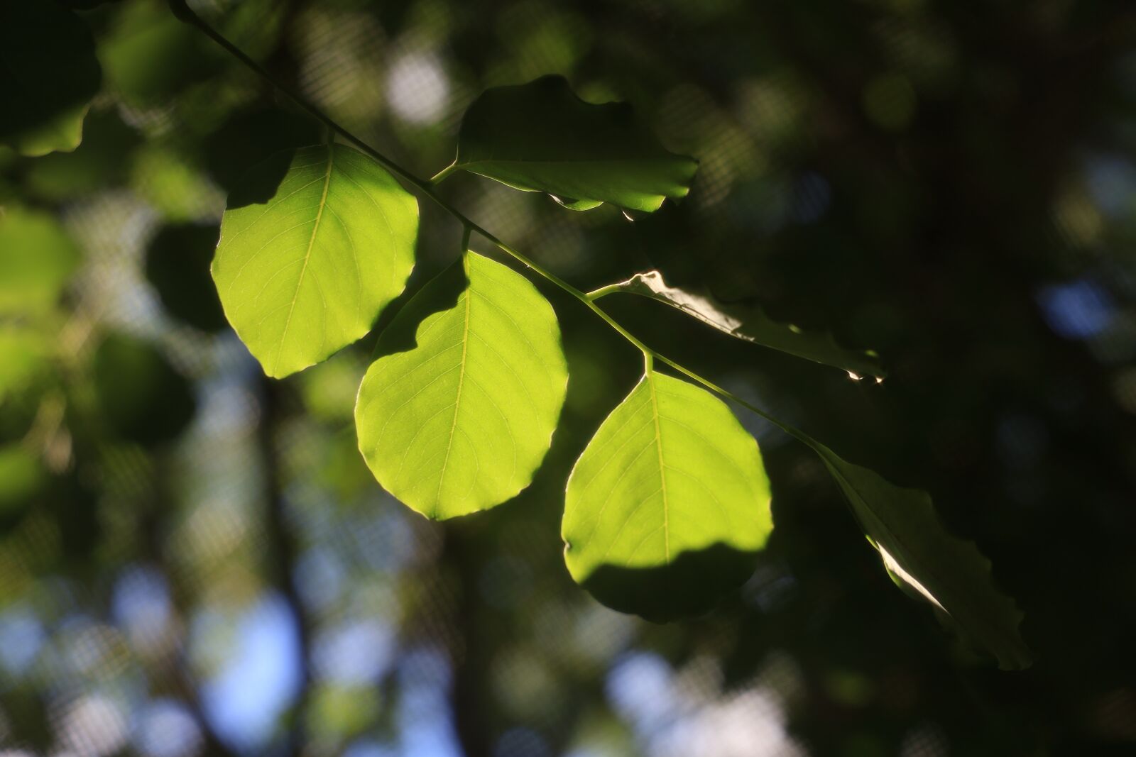 Canon EOS RP + Canon RF 24-105mm F4L IS USM sample photo. Leaves, green, sunlight photography