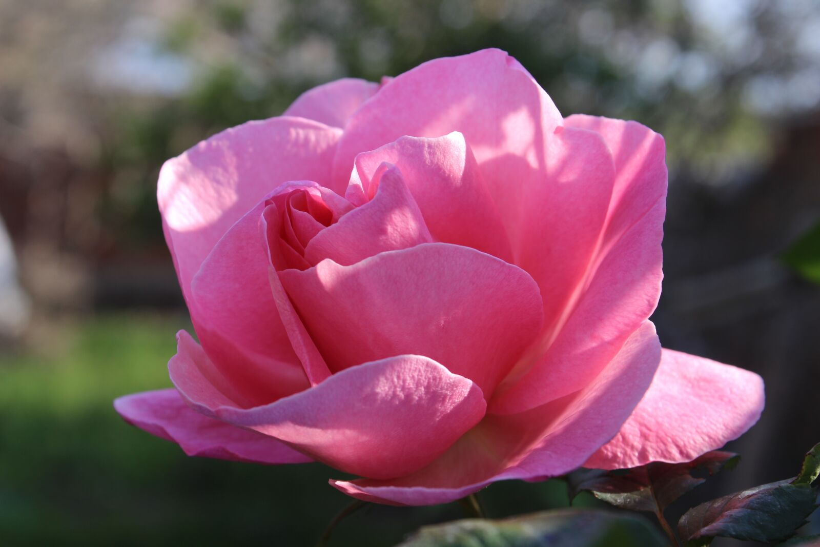 Canon EOS 600D (Rebel EOS T3i / EOS Kiss X5) sample photo. Rose, flower, love photography