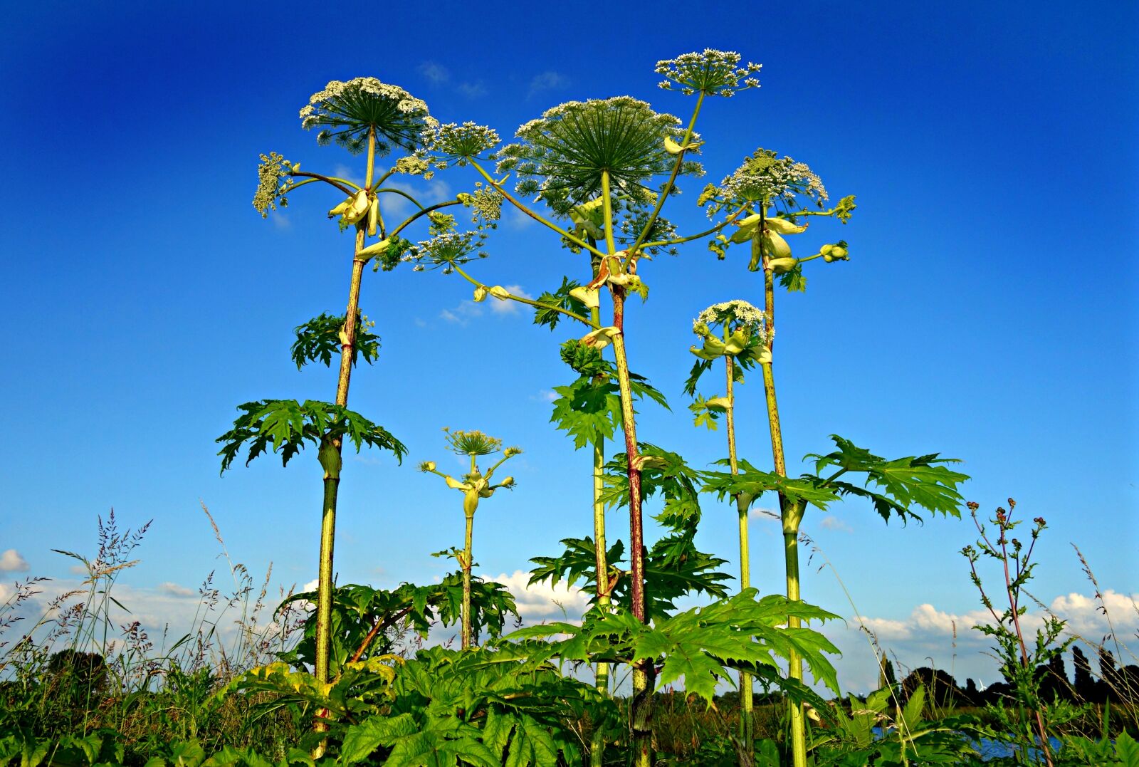 Sony Cyber-shot DSC-RX100 sample photo. Giant hogweed, plant, heracleum photography