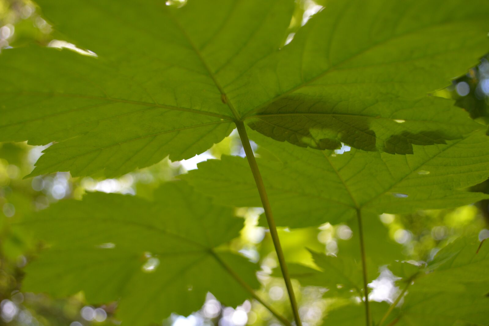 Nikon D5200 sample photo. Leaf, plant, nature photography