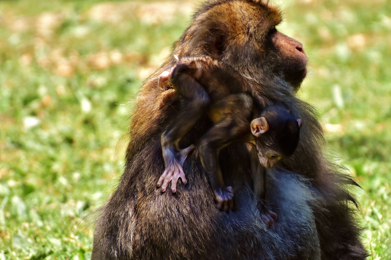 Nikon D7200 sample photo. Ape, baby monkey, barbary photography