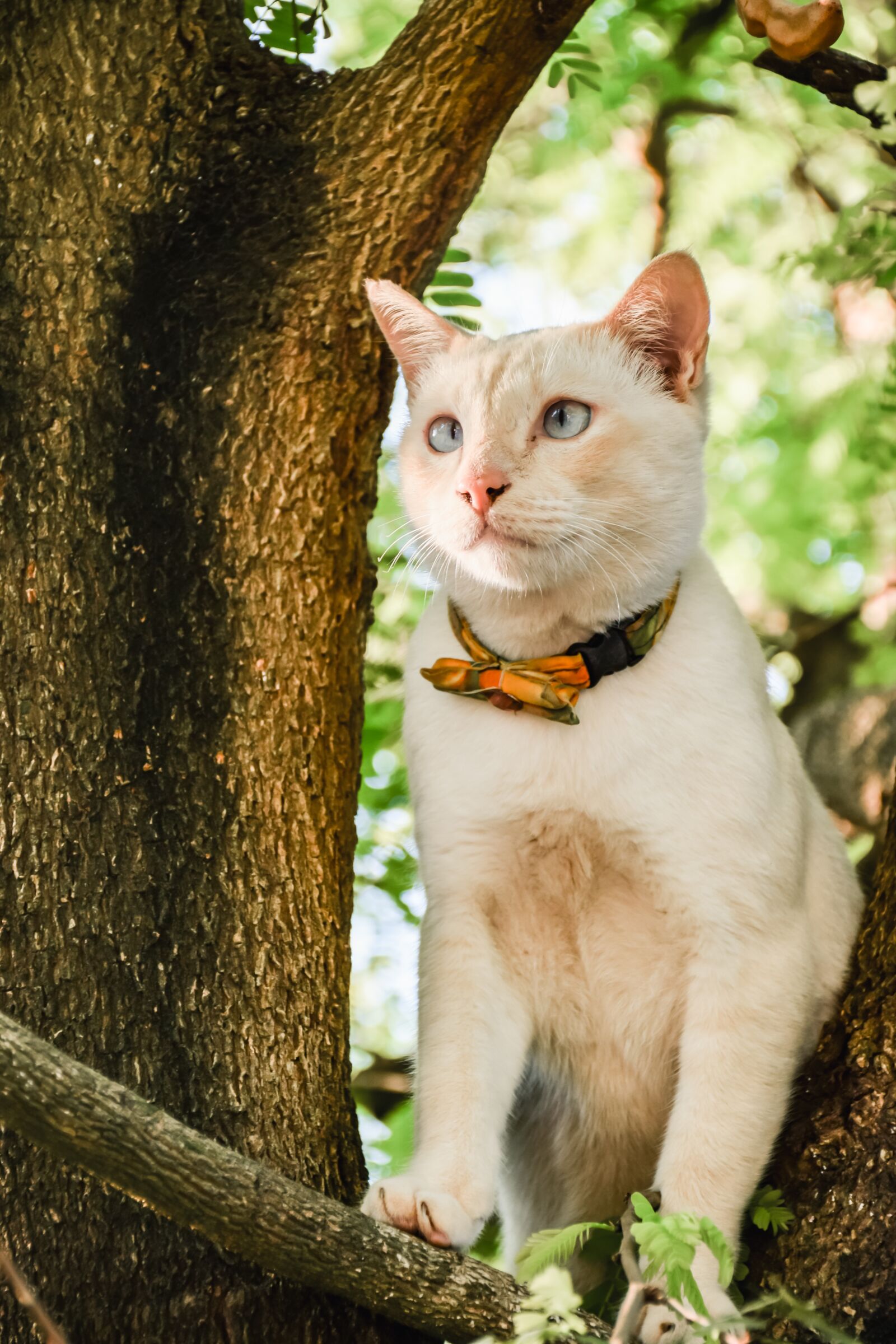Nikon D5300 sample photo. Animals, pets, cat photography