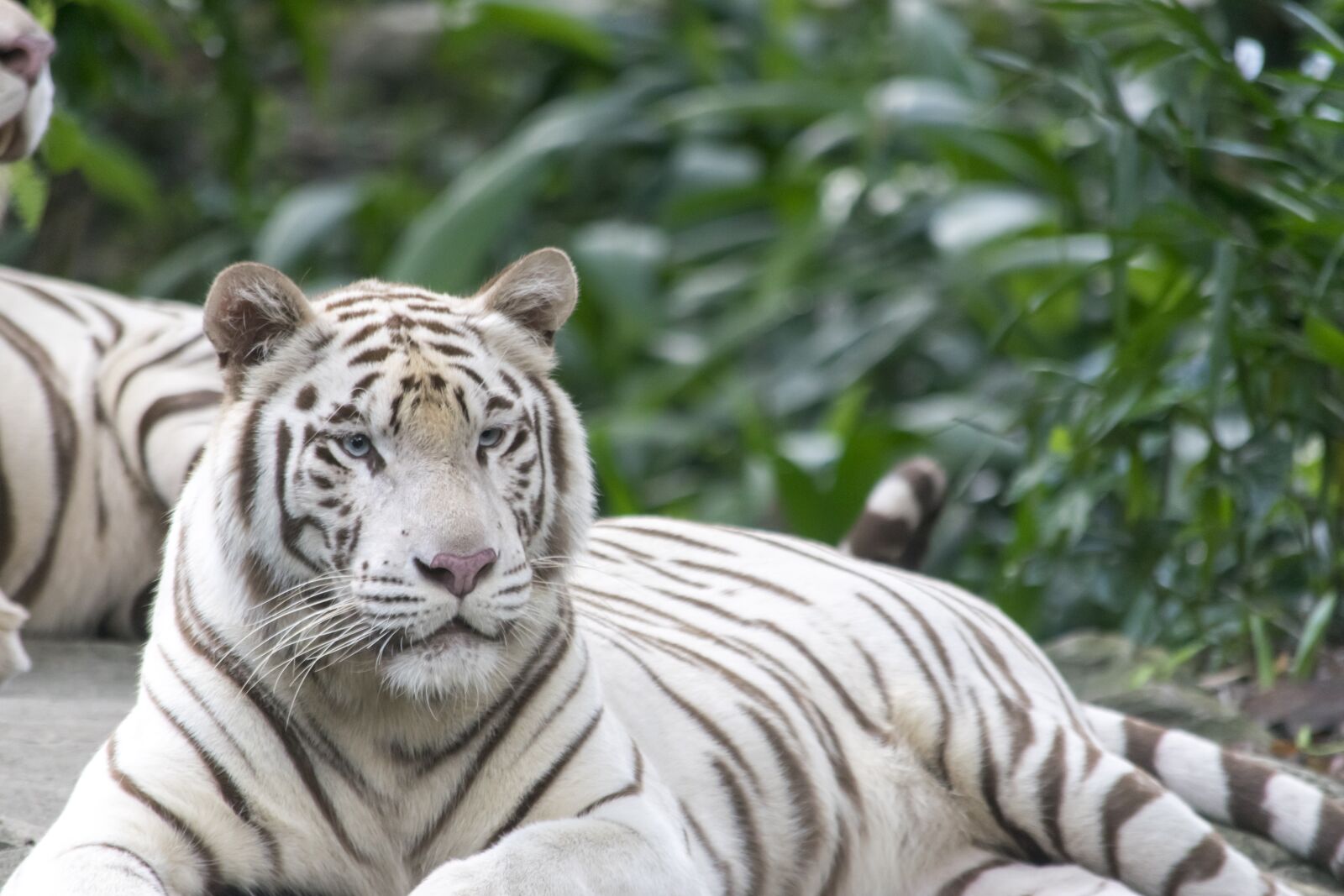 Nikon D5300 sample photo. White tiger, tigers, cat photography