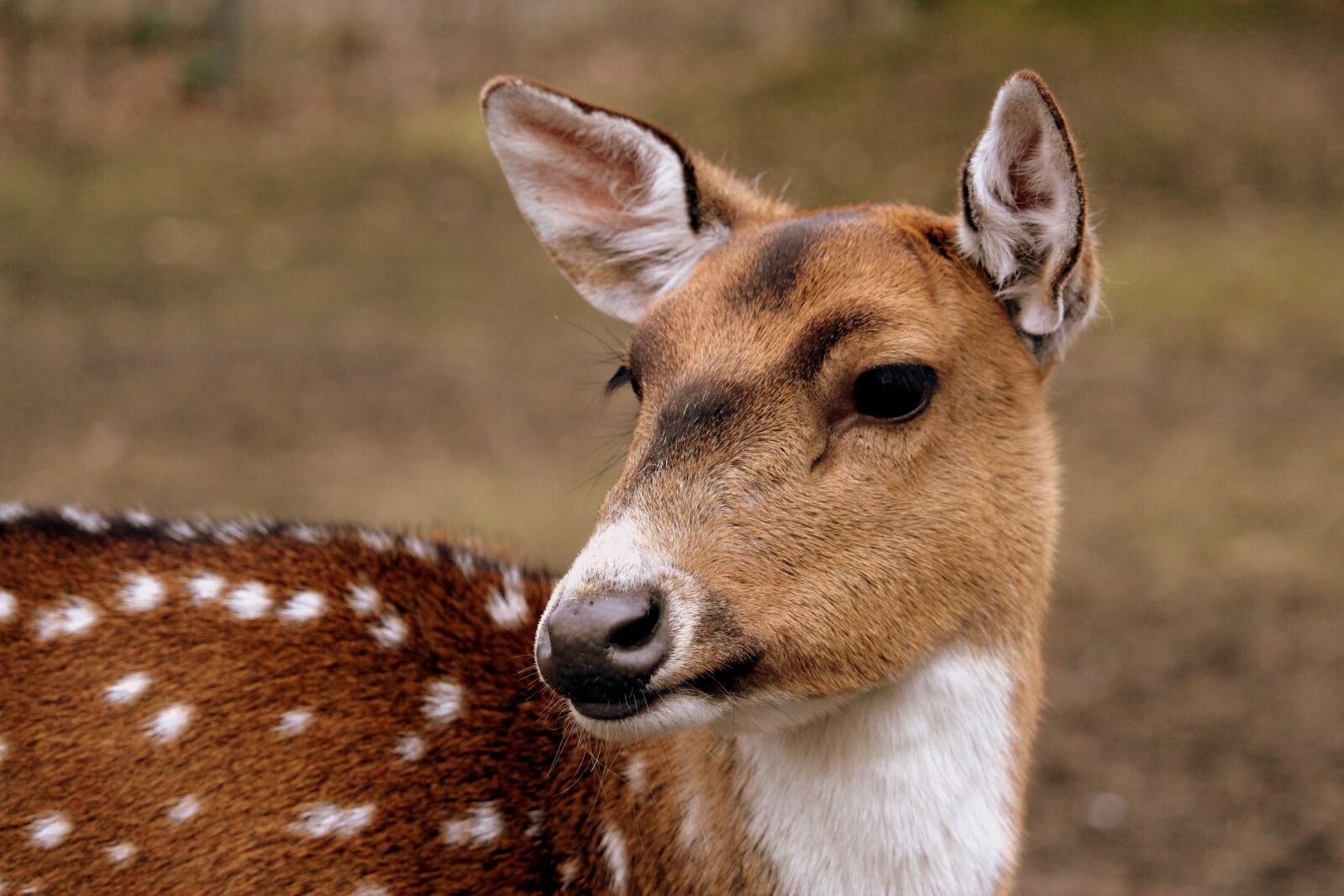 Canon EF-S 55-250mm F4-5.6 IS STM sample photo. Mammal, animal, nature photography