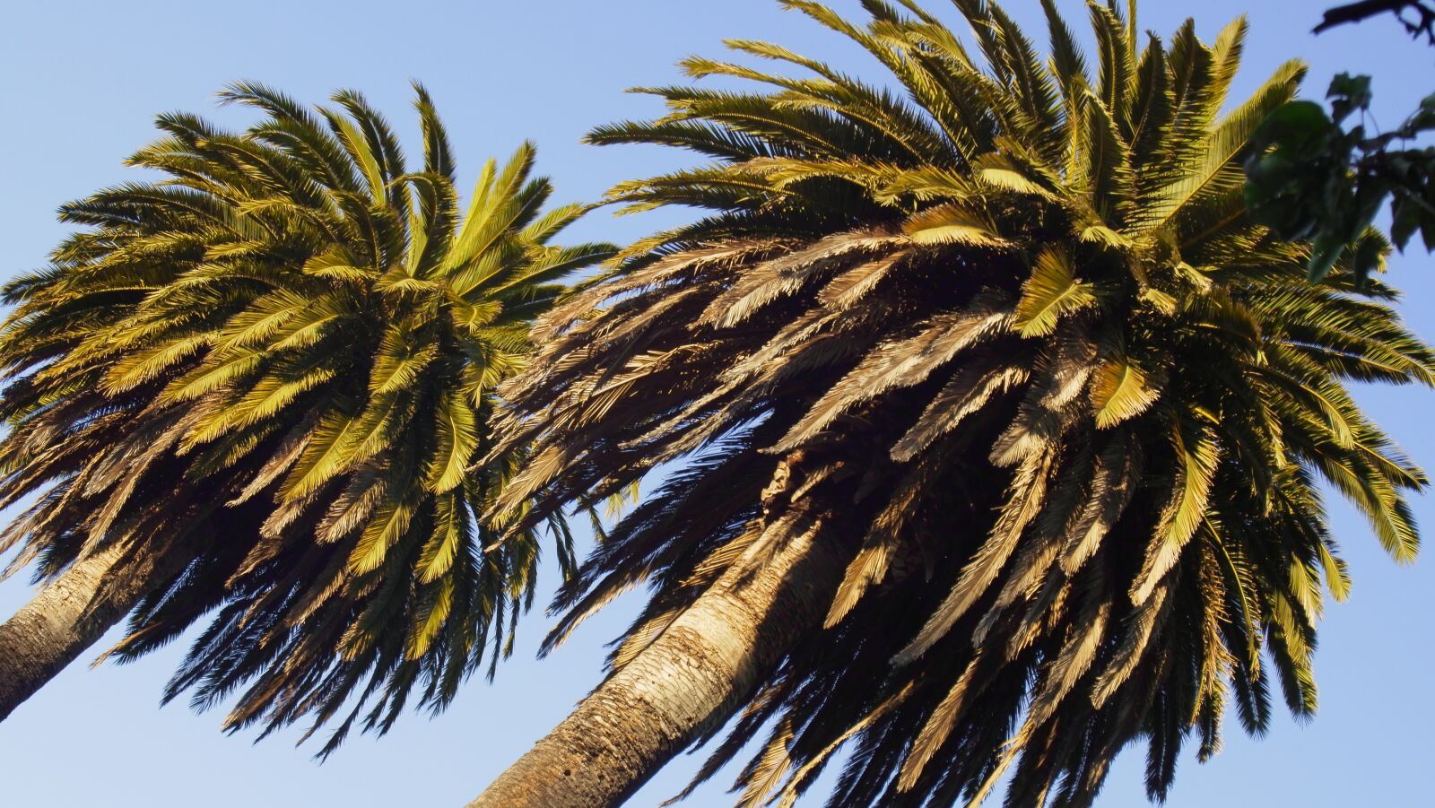 YI TECHNOLOGY M1 sample photo. Palm trees, trees, sky photography