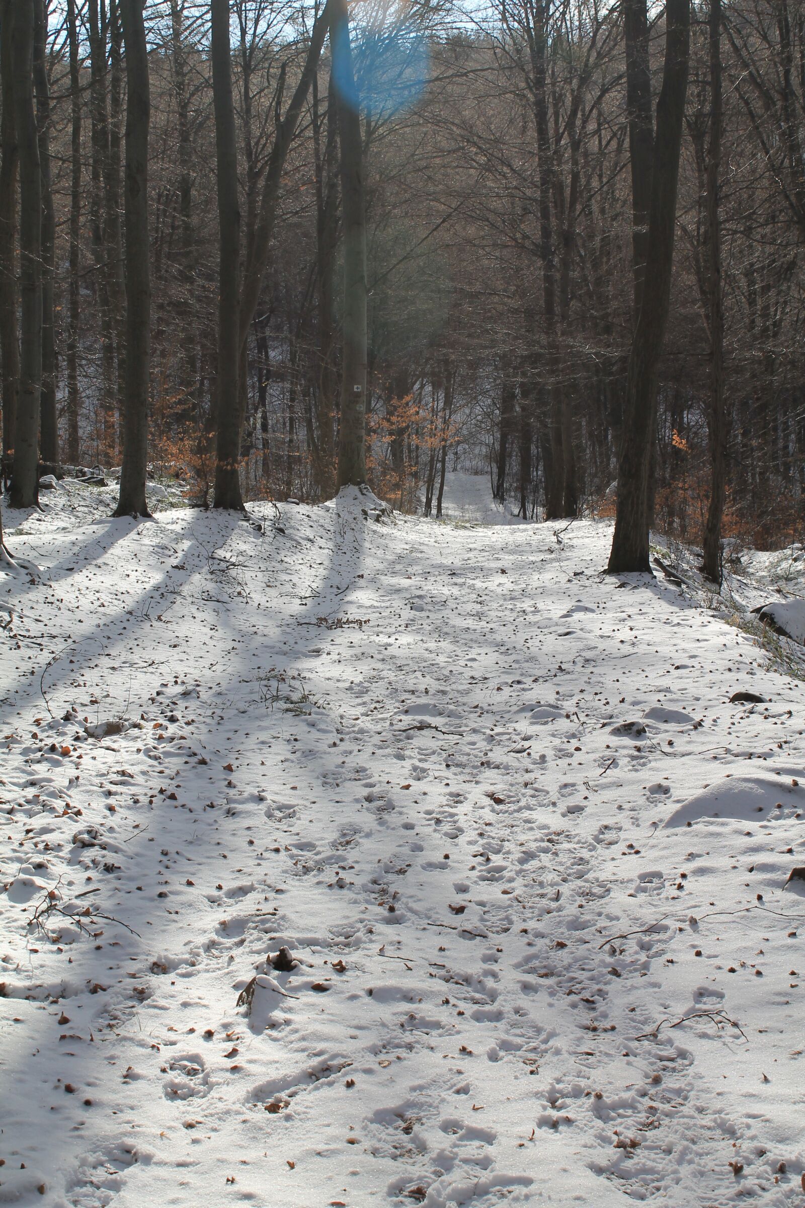 Canon EOS 1100D (EOS Rebel T3 / EOS Kiss X50) sample photo. Winter, trees, snowy photography