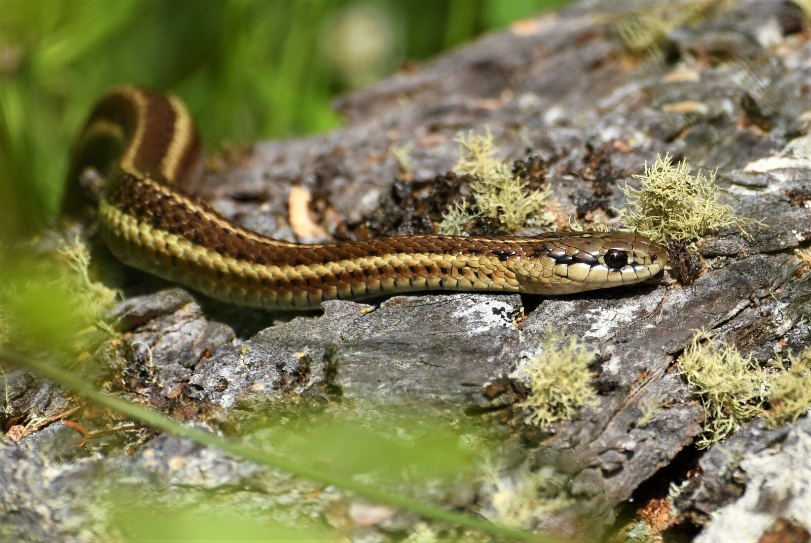 Nikon D500 sample photo. Garter snake, forest, macro photography