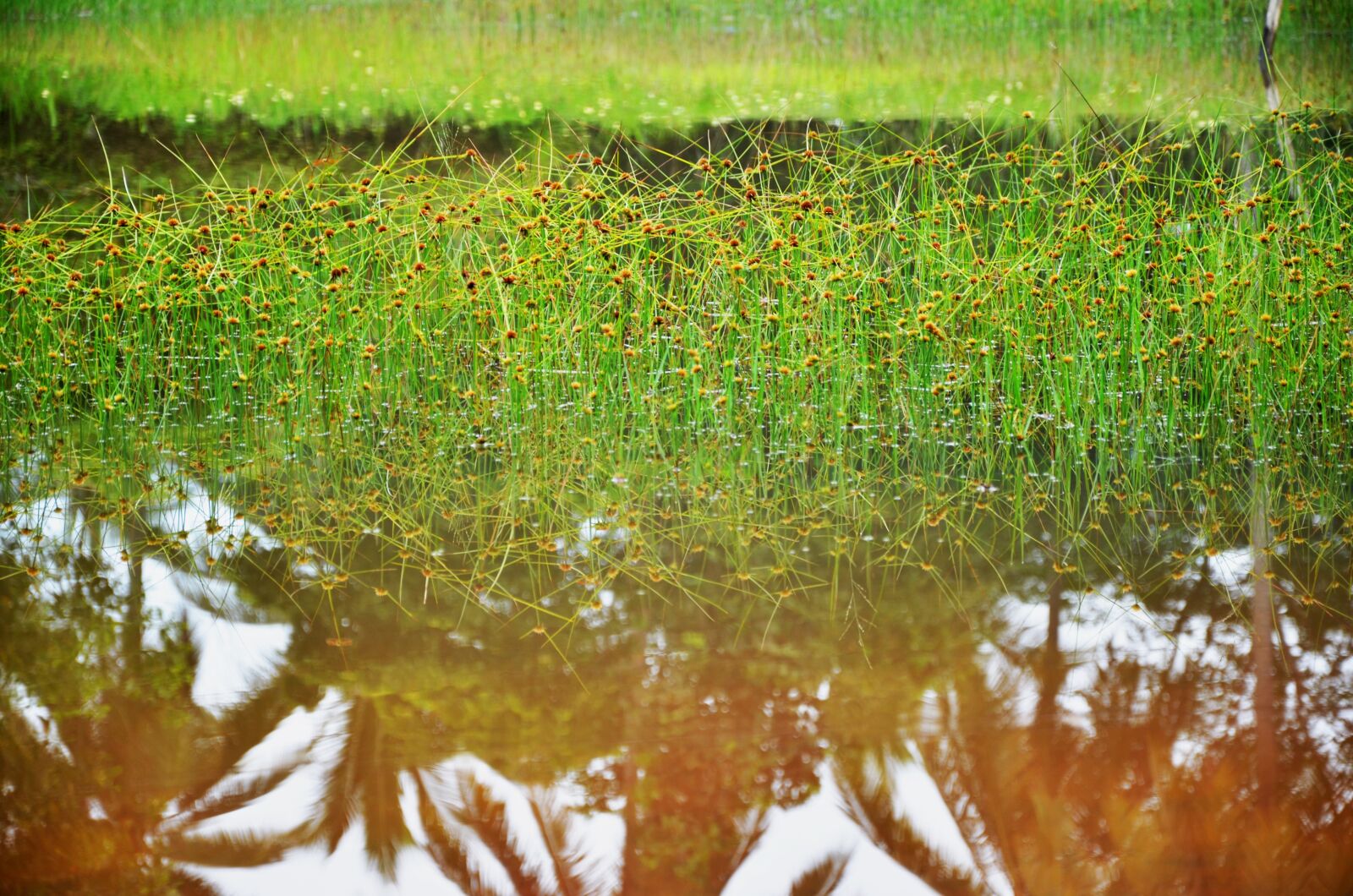 Nikon D7000 sample photo. Swamp, plant, green photography