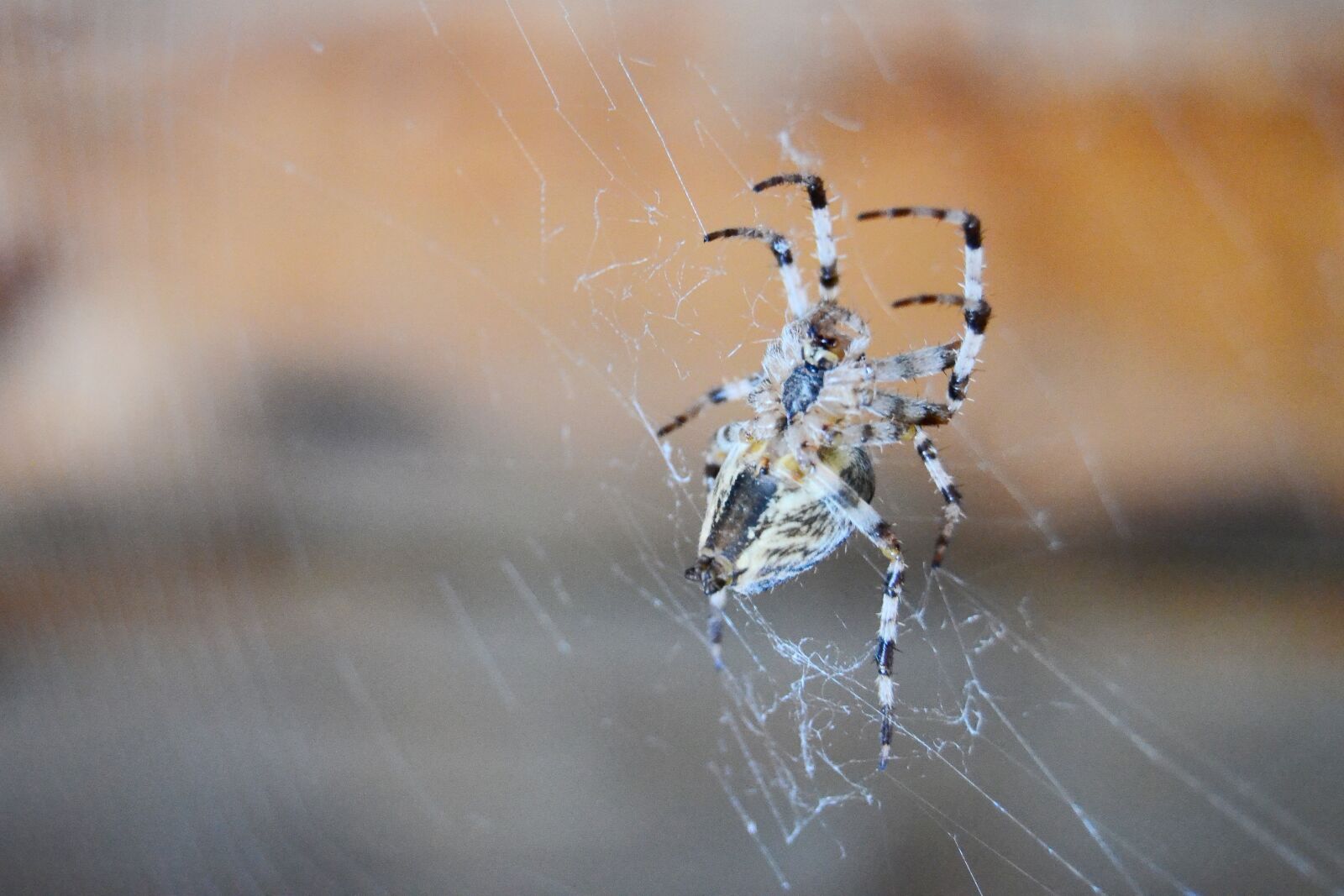 Nikon D3100 sample photo. Spider, spider web, insect photography