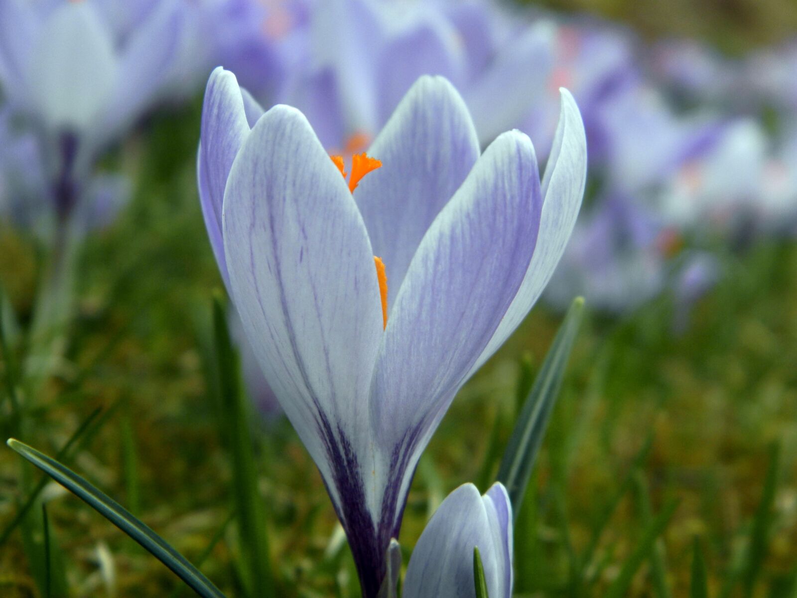 Olympus SP-620UZ sample photo. Flower, spring flowers, crocus photography