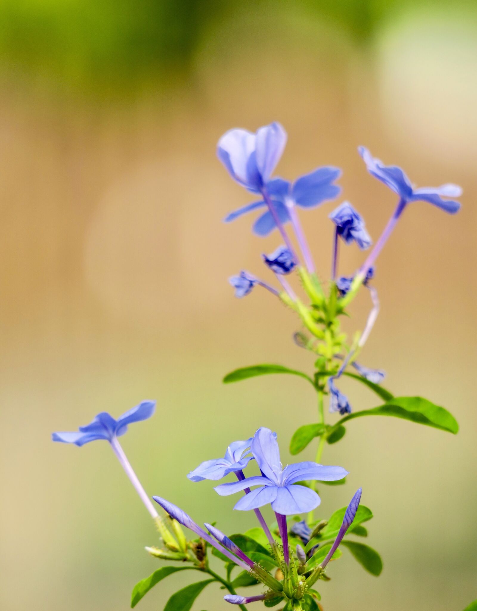 Canon PowerShot G3 X sample photo. Blue flower dan, flower photography