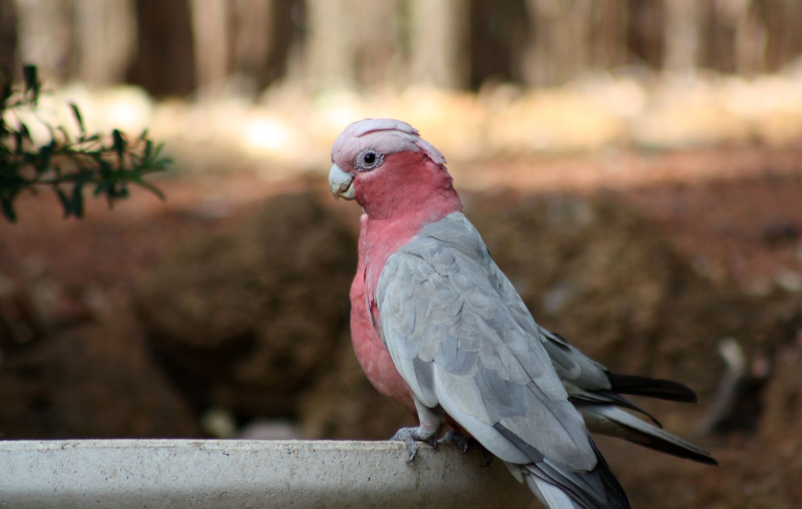 Canon EOS 1000D (EOS Digital Rebel XS / EOS Kiss F) sample photo. Galah, cockatoo, bird photography