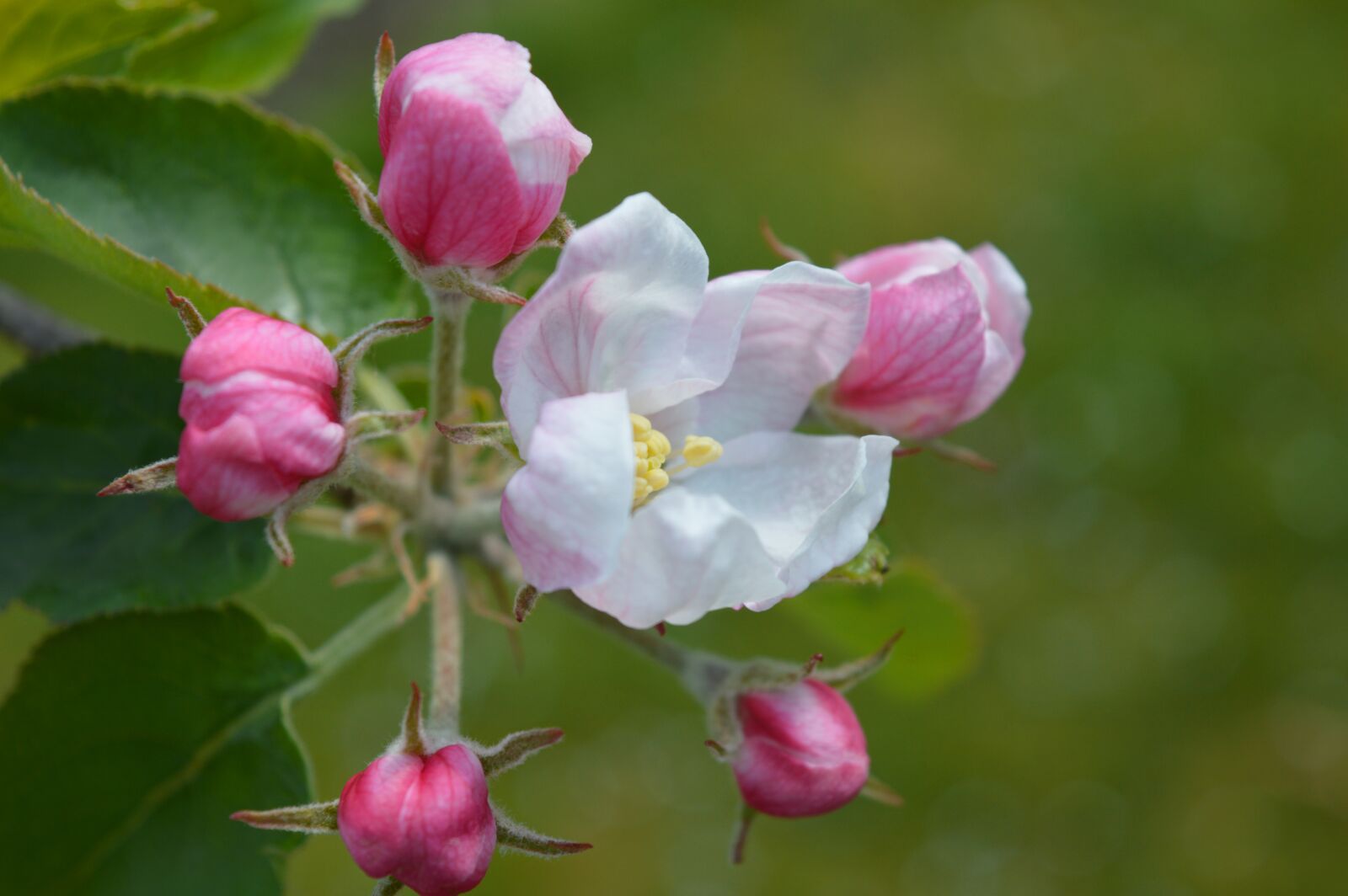 Nikon D3200 sample photo. Apple blossom, bud, pollen photography