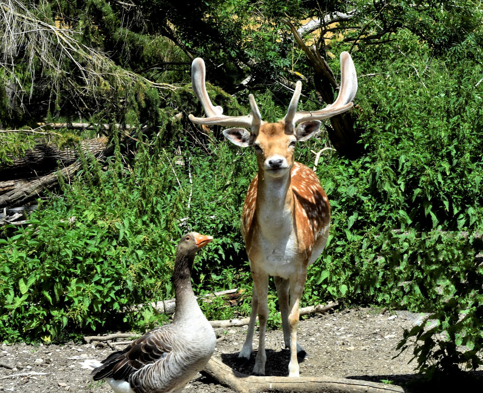 Nikon D7200 sample photo. Hirsch, wild, duck photography
