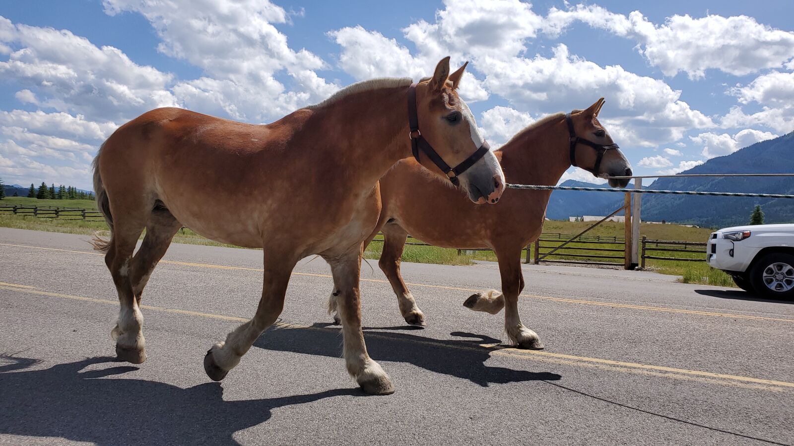 Samsung Galaxy S10 sample photo. Horse, animals, horses photography