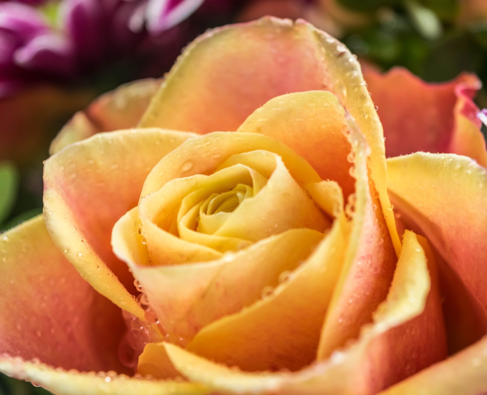 Nikon D3300 sample photo. Rose, blossom, bloom photography