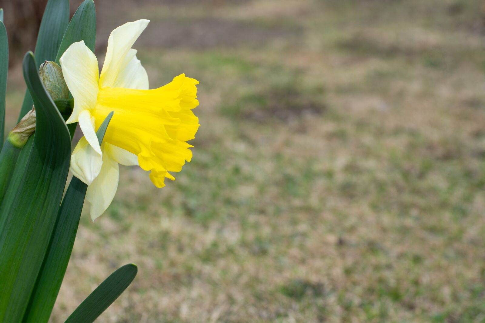 Nikon D7100 sample photo. Narcissus, flower, blossom photography