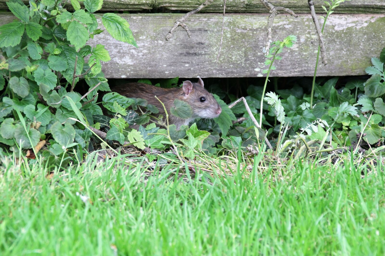 Canon EOS 100D (EOS Rebel SL1 / EOS Kiss X7) sample photo. Rat, rodent, animal photography