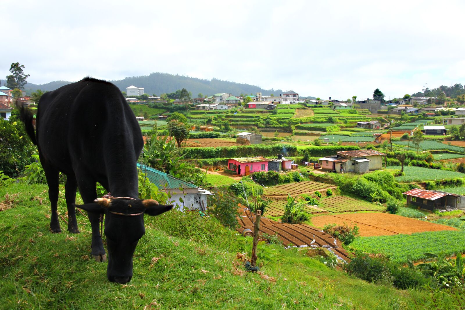 Canon EOS 60D sample photo. Country, work, field photography