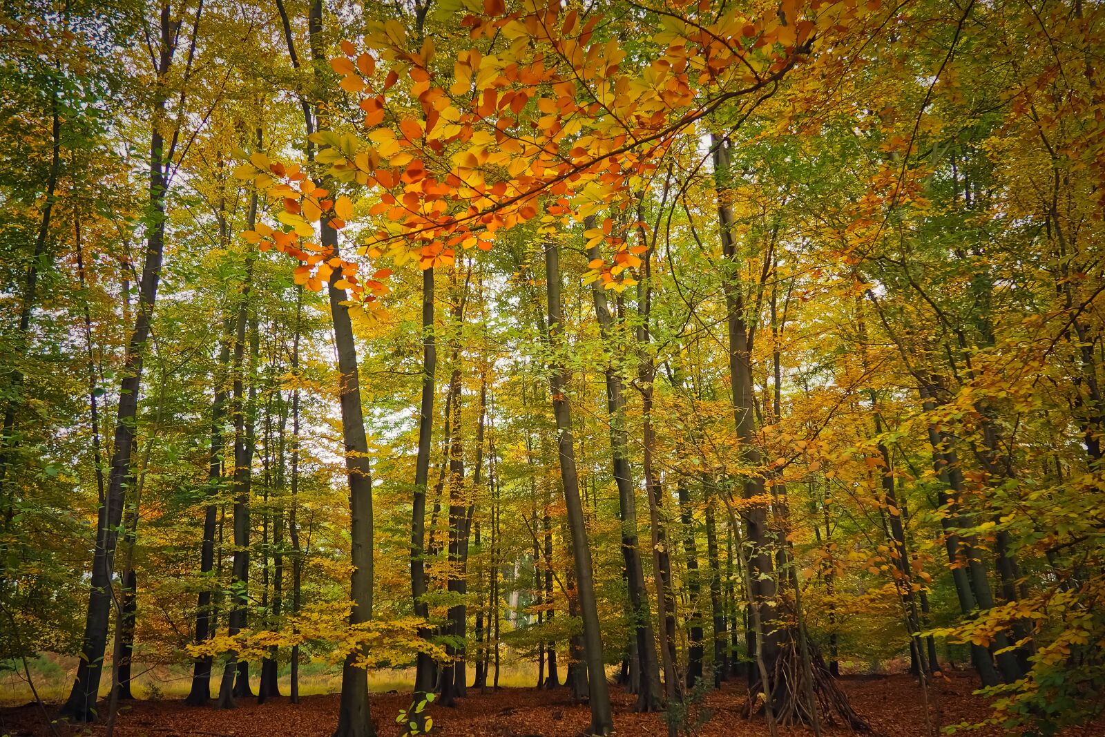 Olympus OM-D E-M10 sample photo. Autumn, autumn mood, fall photography