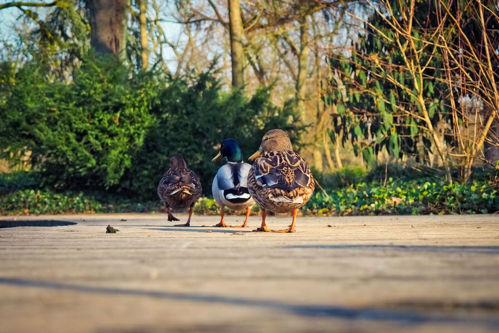 Olympus OM-D E-M10 sample photo. Ducks, animal, bird photography