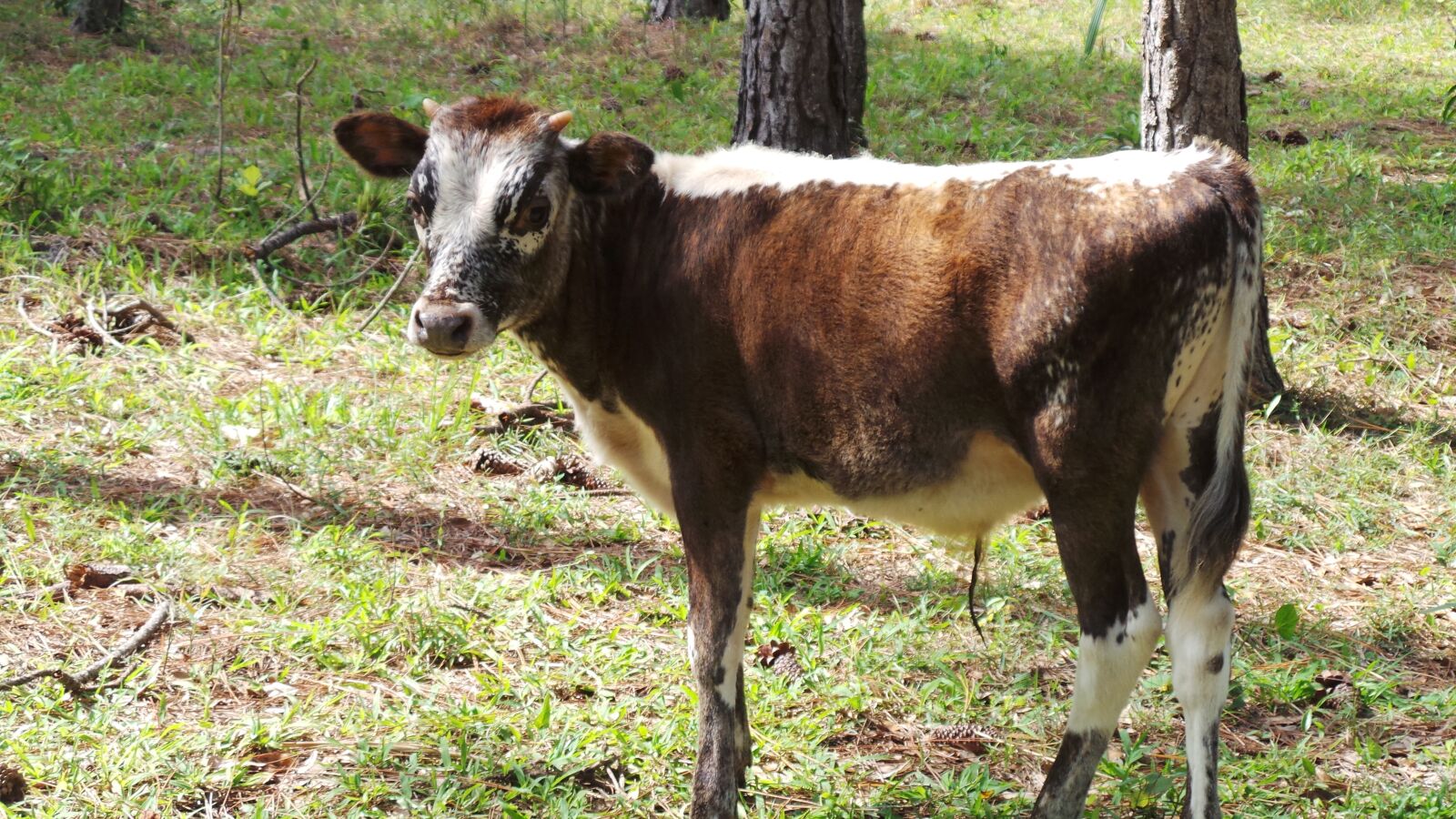 Samsung Galaxy Camera (Wi-Fi) sample photo. Cow, florida, cracker photography