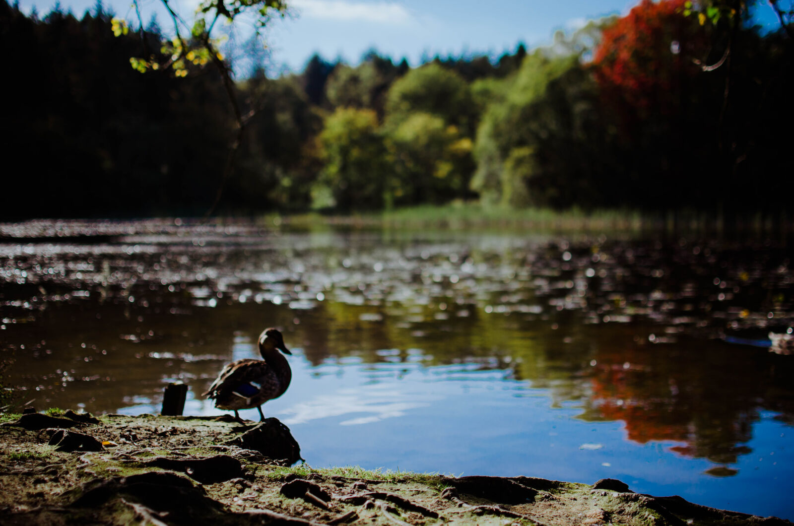 Nikon D5100 + Nikon AF-S DX Nikkor 35mm F1.8G sample photo. Duck, lake photography