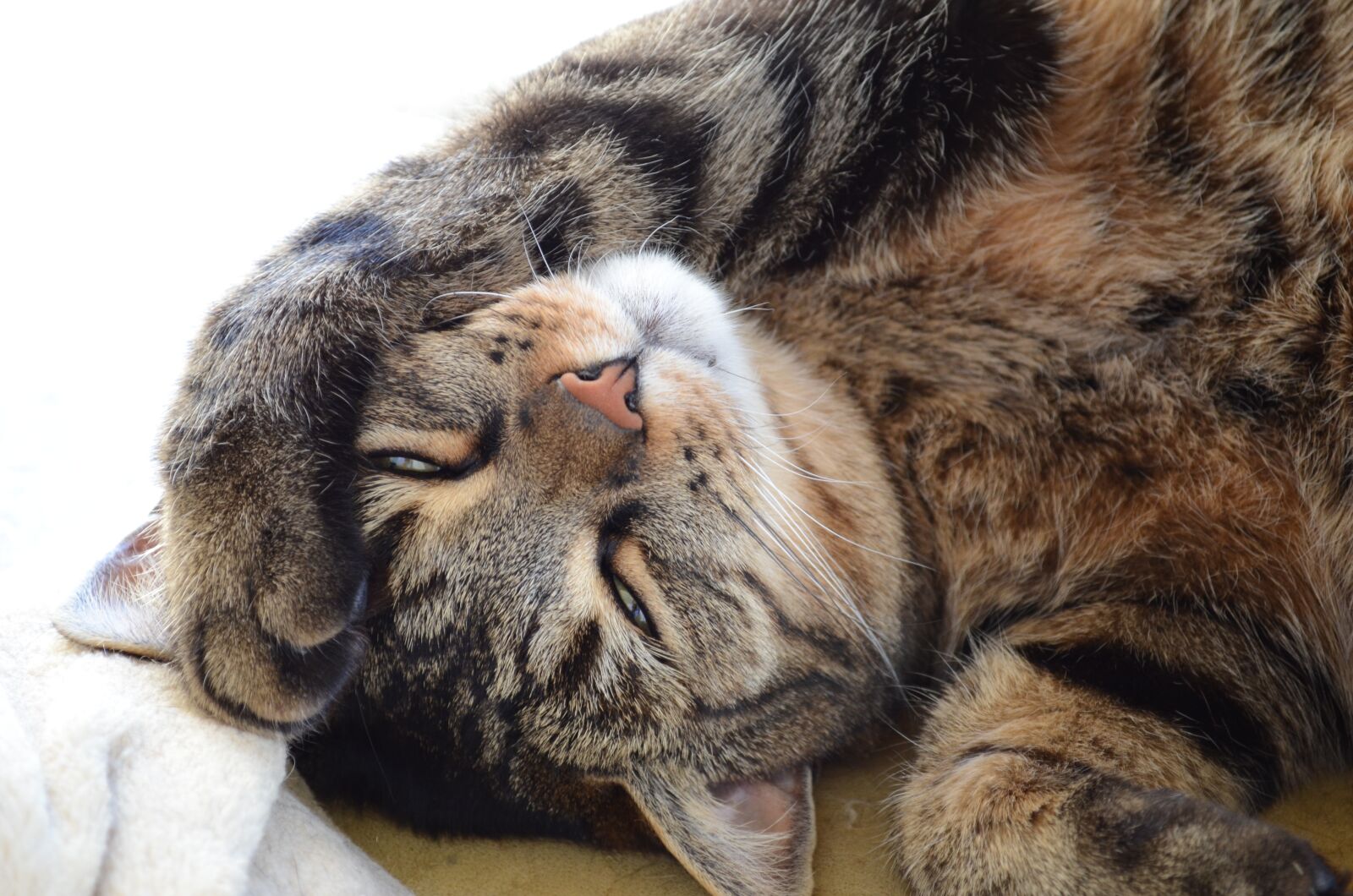 Nikon D5100 sample photo. Cat, sleeps, tomcat photography