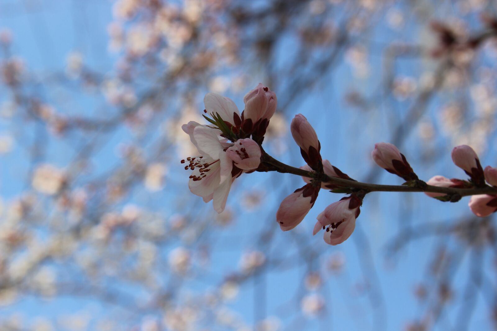 Canon EOS 600D (Rebel EOS T3i / EOS Kiss X5) sample photo. Spring, flower, spring flower photography