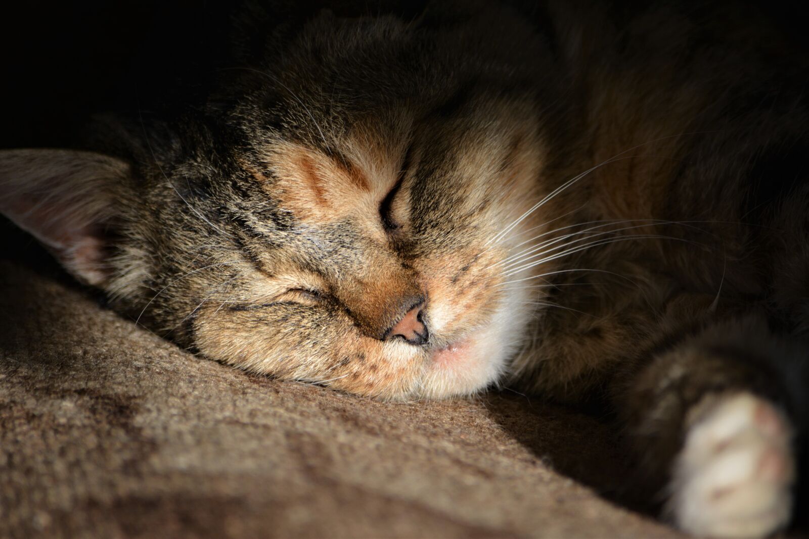 Nikon D5200 sample photo. Cat, sleeps, sleep photography