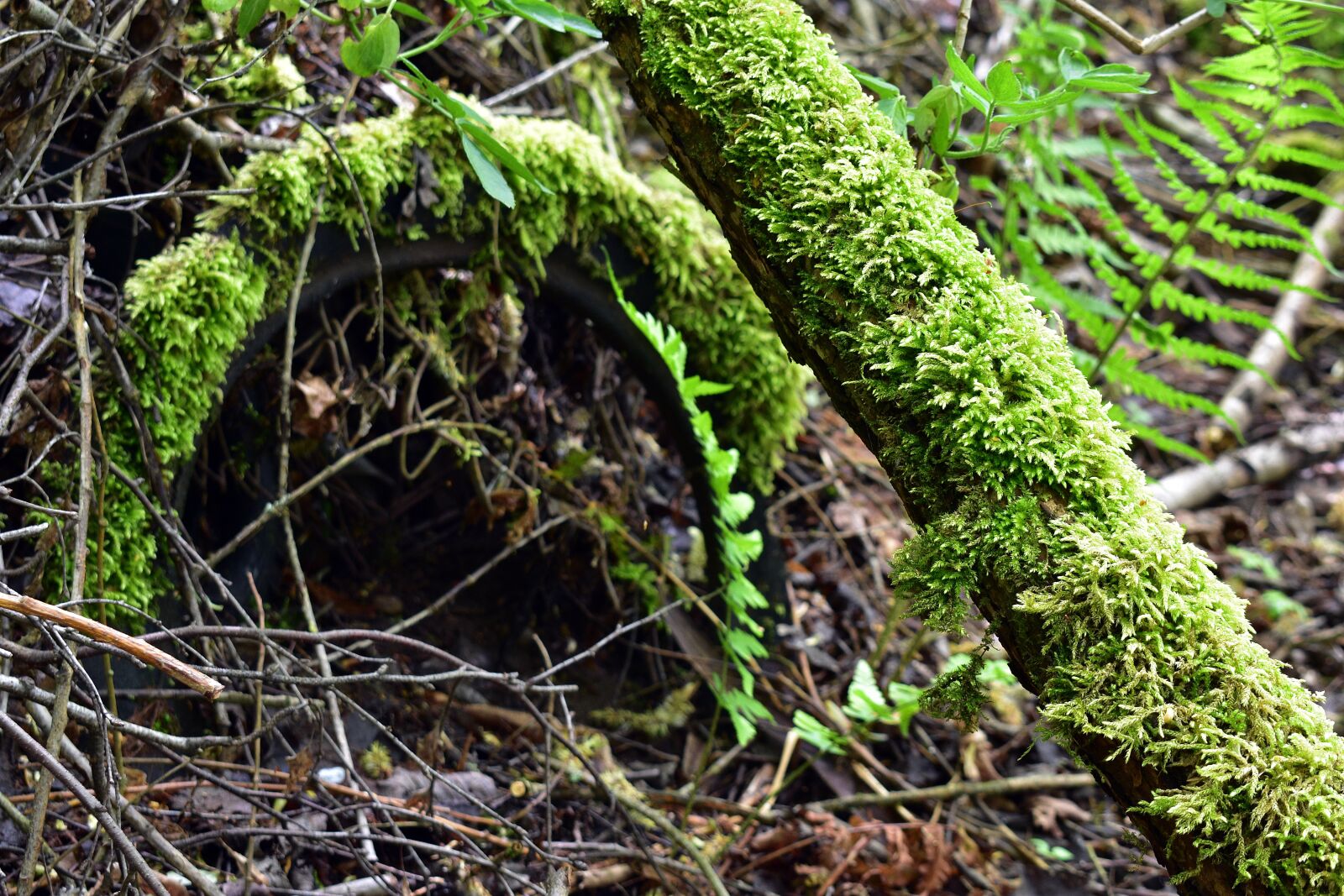 Nikon D3400 sample photo. Moss, nature, forest photography