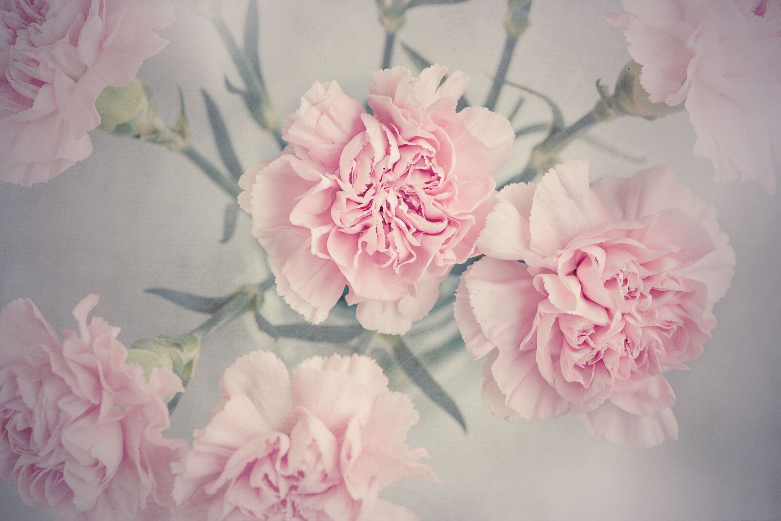 Nikon D750 sample photo. Cloves, flowers, pink photography