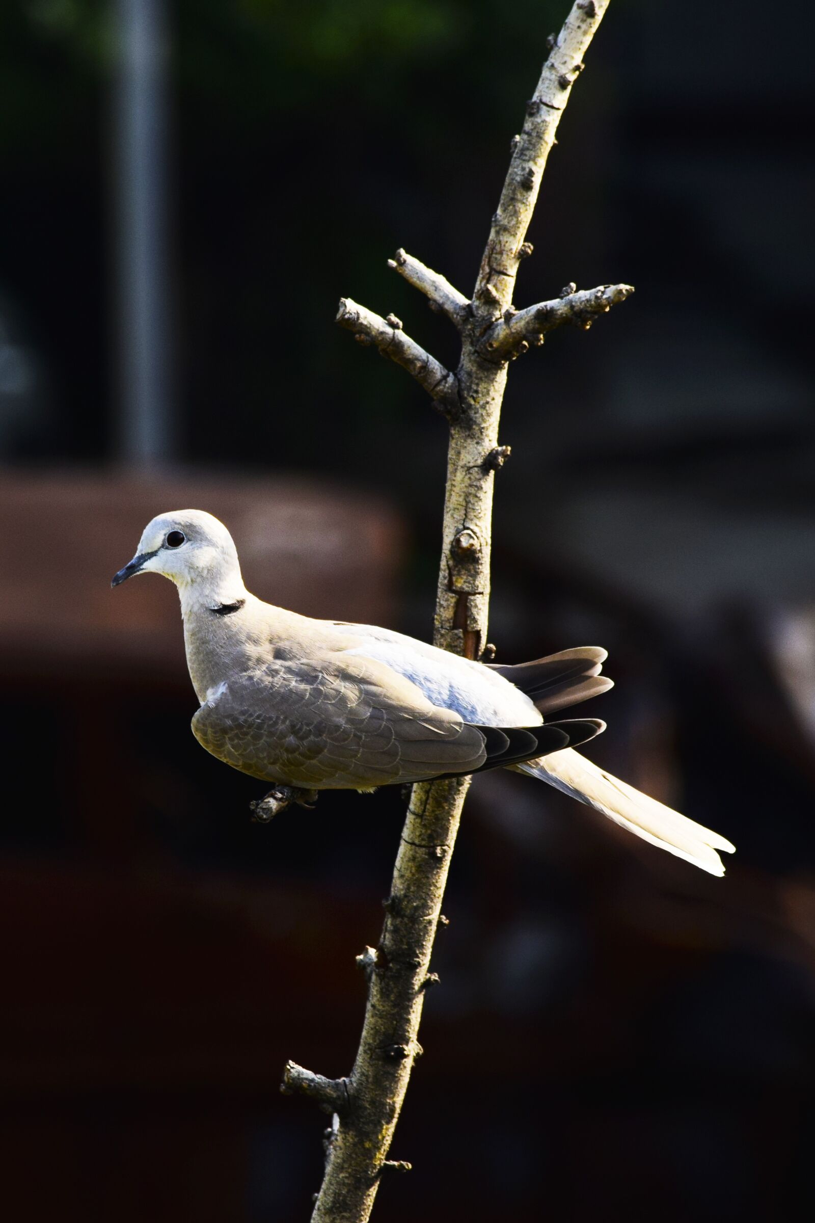 Nikon D5300 sample photo. Pigeon, bird, nature photography