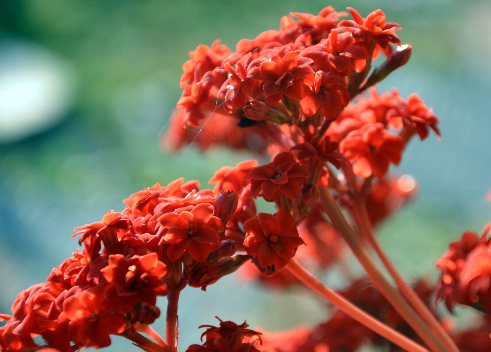 Nikon D5200 sample photo. Kalamanchoe, little flowers, pot photography
