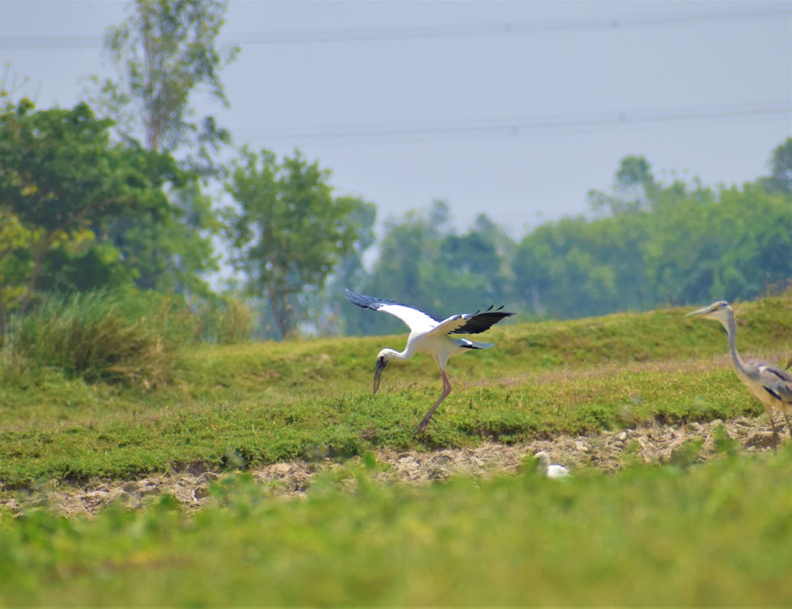 Nikon D5600 sample photo. Nature, bird, animal photography